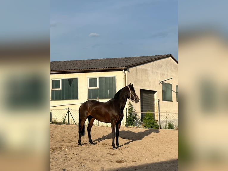 Duitse rijpony Merrie 14 Jaar 147 cm Donkerbruin in Zirndorf