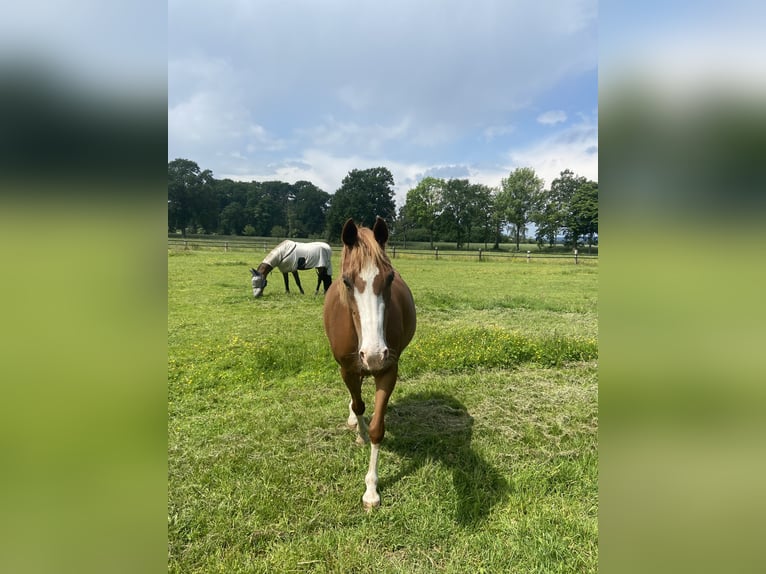 Duitse rijpony Merrie 14 Jaar 147 cm Vos in Bramsche