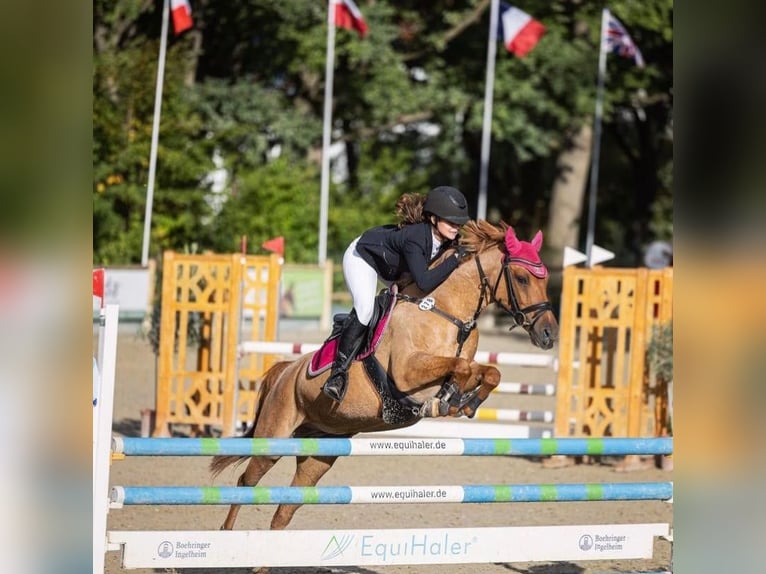 Duitse rijpony Merrie 14 Jaar 147 cm Vos in Hünfeld