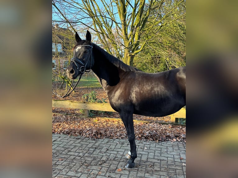 Duitse rijpony Merrie 14 Jaar 147 cm Zwartbruin in Ganderkesee