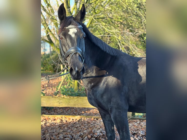 Duitse rijpony Merrie 14 Jaar 147 cm Zwartbruin in Ganderkesee