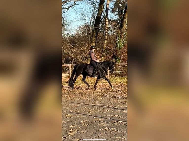 Duitse rijpony Merrie 14 Jaar 147 cm Zwartbruin in Ganderkesee