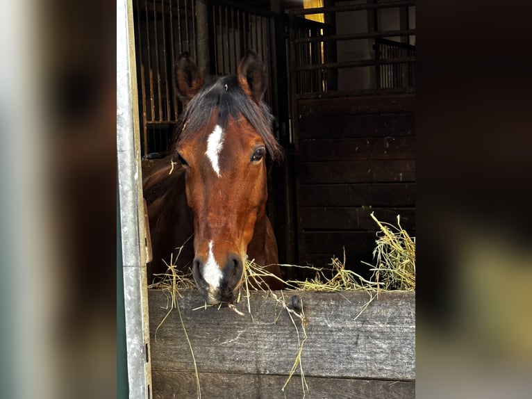 Duitse rijpony Merrie 14 Jaar 148 cm Bruin in Bissendorf