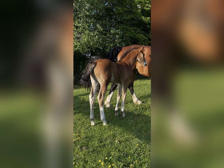 Duitse rijpony Merrie 14 Jaar 148 cm Bruin in Flintbek