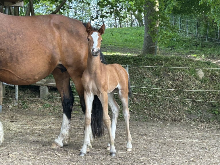 Duitse rijpony Merrie 14 Jaar 148 cm Bruin in Flintbek
