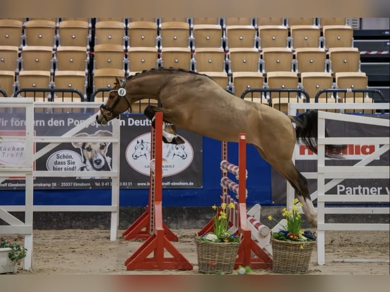 Duitse rijpony Merrie 14 Jaar 148 cm Bruin in Flintbek