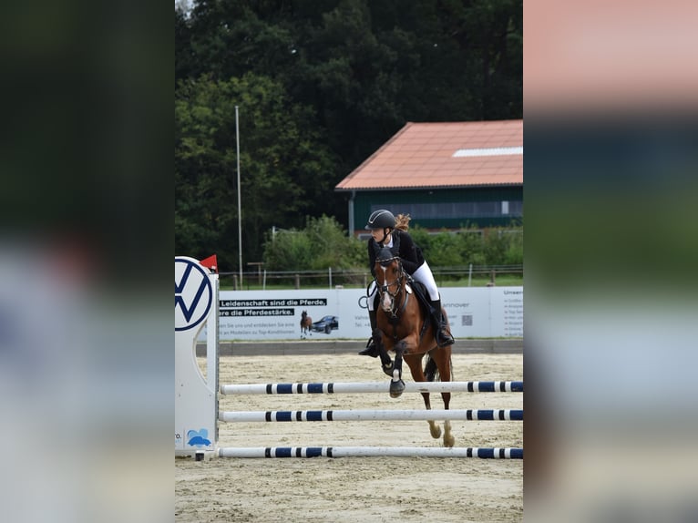 Duitse rijpony Merrie 14 Jaar 148 cm Bruin in Winsen (Aller)