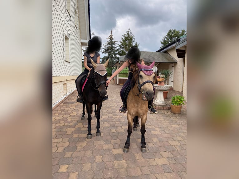 Duitse rijpony Merrie 14 Jaar 148 cm Donkerbruin in Uthleben