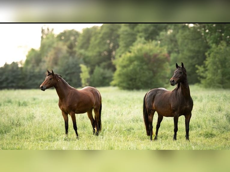 Duitse rijpony Merrie 14 Jaar 148 cm Donkerbruin in Uthleben