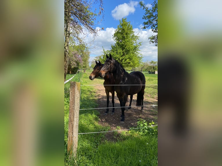 Duitse rijpony Merrie 14 Jaar 148 cm Donkerbruin in Uthleben