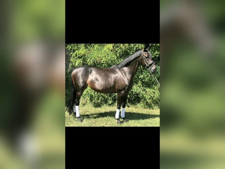 Duitse rijpony Merrie 14 Jaar 148 cm Donkerbruin in Uthleben