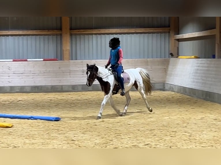 Duitse rijpony Merrie 14 Jaar 148 cm Gevlekt-paard in Eberhardzell