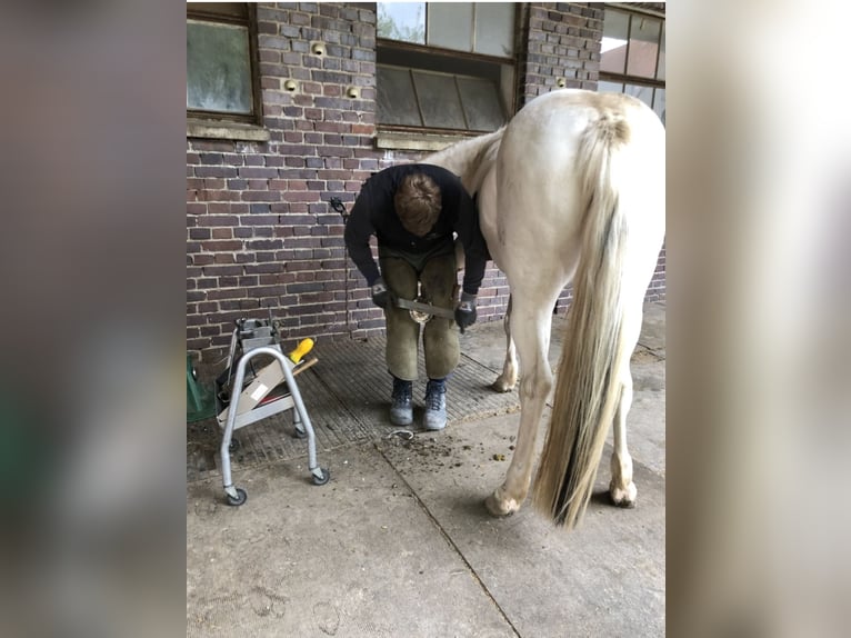 Duitse rijpony Merrie 14 Jaar 148 cm Gevlekt-paard in Eberhardzell