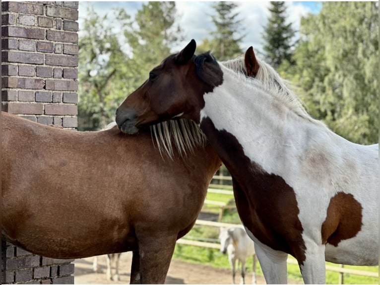 Duitse rijpony Merrie 14 Jaar 148 cm Gevlekt-paard in Eberhardzell