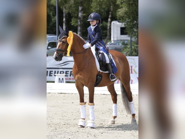 Duitse rijpony Merrie 14 Jaar 148 cm Vos in Kirchlinteln