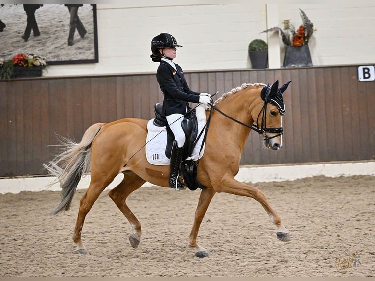 Duitse rijpony Merrie 14 Jaar 148 cm Vos in Kirchlinteln