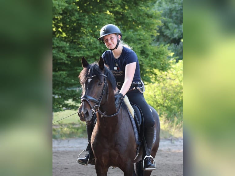 Duitse rijpony Merrie 14 Jaar 149 cm Donkerbruin in Hattingen