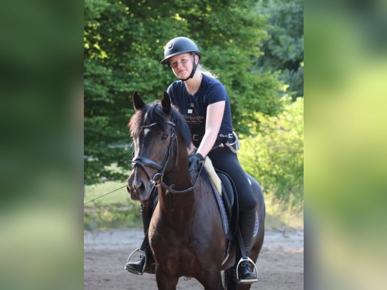 Duitse rijpony Merrie 14 Jaar 149 cm Donkerbruin in Hattingen