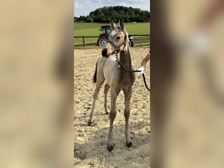 Duitse rijpony Merrie 14 Jaar 150 cm Palomino in Wuppertal