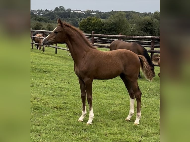 Duitse rijpony Merrie 14 Jaar 150 cm Palomino in Wuppertal