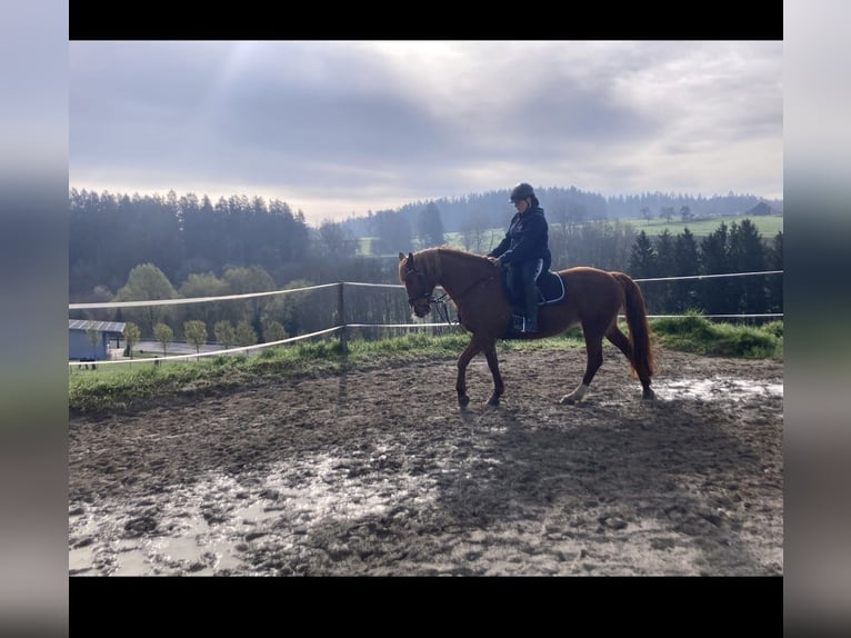 Duitse rijpony Mix Merrie 14 Jaar 152 cm Vos in Eigeltingen