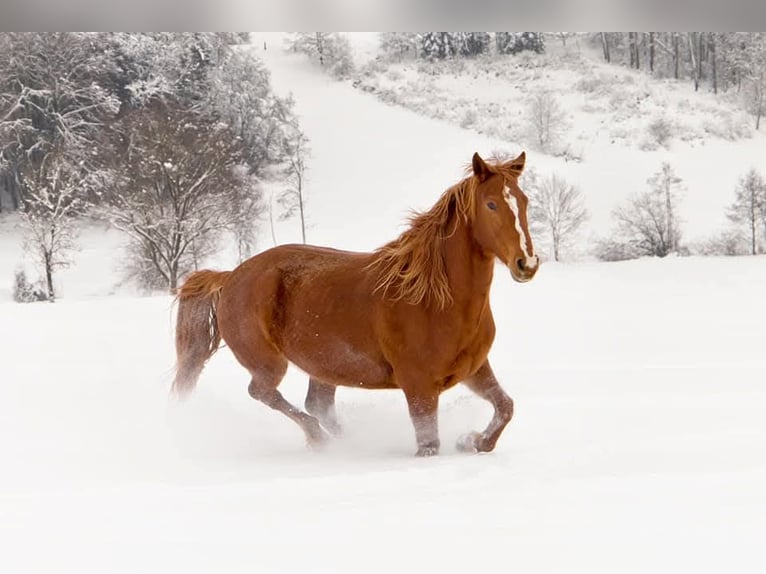 Duitse rijpony Mix Merrie 14 Jaar 152 cm Vos in Eigeltingen