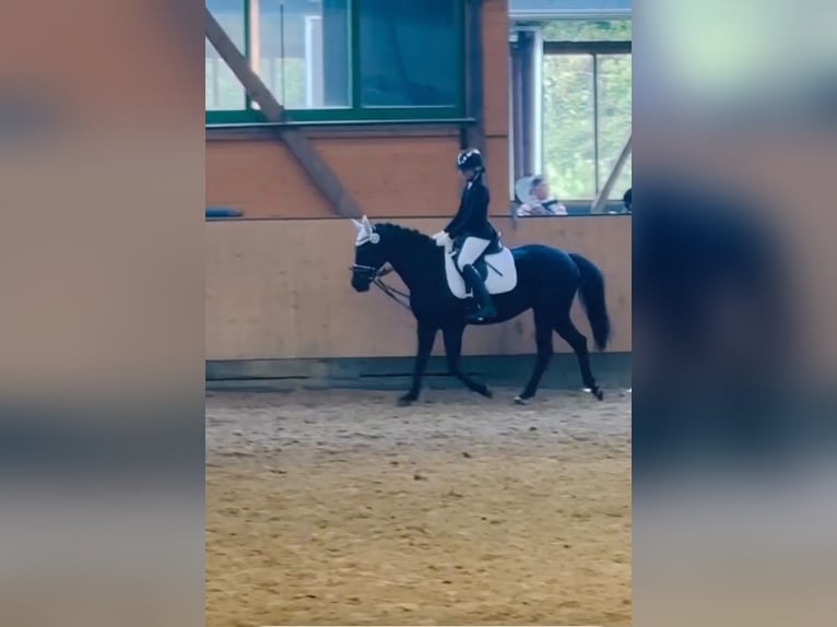 Duitse rijpony Merrie 14 Jaar 153 cm Donkerbruin in Hattingen