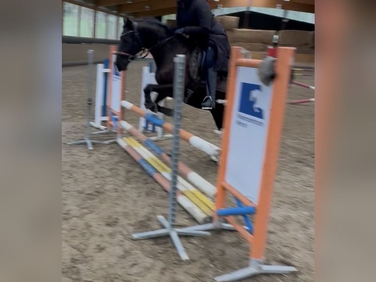 Duitse rijpony Merrie 14 Jaar 153 cm Donkerbruin in Hattingen