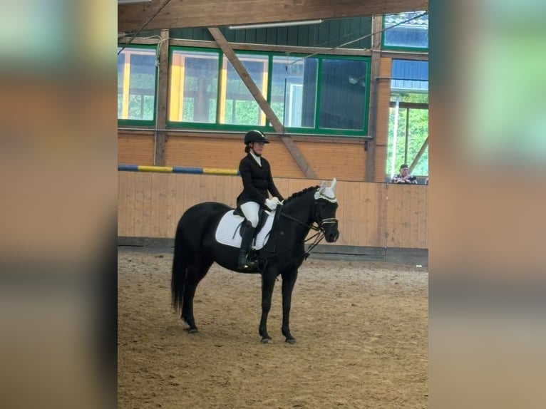 Duitse rijpony Merrie 14 Jaar 153 cm Donkerbruin in Hattingen