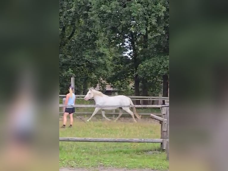 Duitse rijpony Merrie 14 Jaar 153 cm Schimmel in Wietzendorf