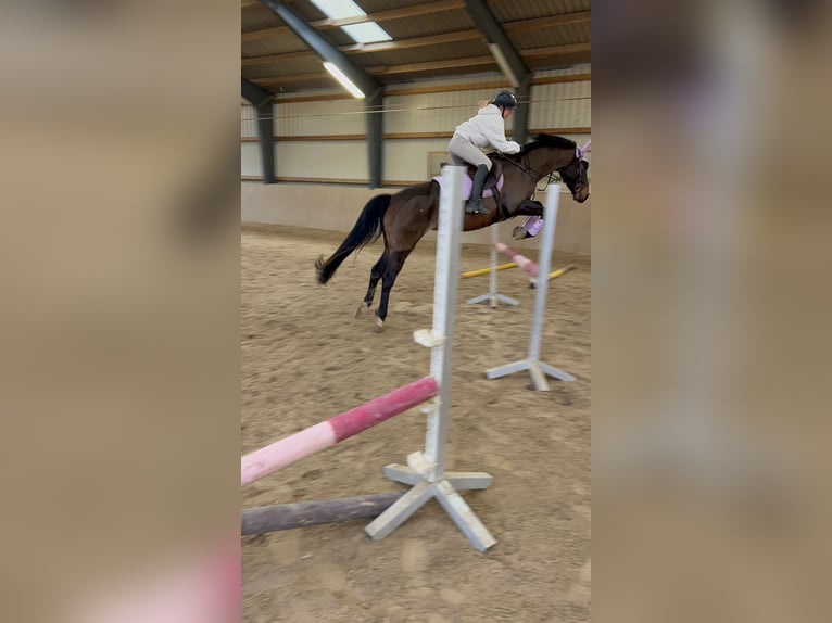 Duitse rijpony Merrie 14 Jaar 156 cm Donkerbruin in Postfeld