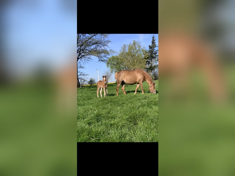 Duitse rijpony Merrie 14 Jaar Vos in Großenkneten