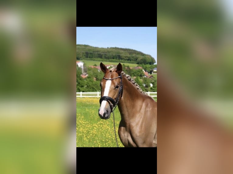 Duitse rijpony Merrie 14 Jaar Vos in Großenkneten