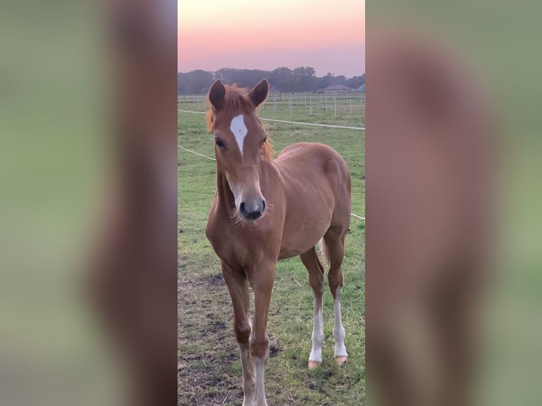 Duitse rijpony Merrie 14 Jaar Vos in Großenkneten