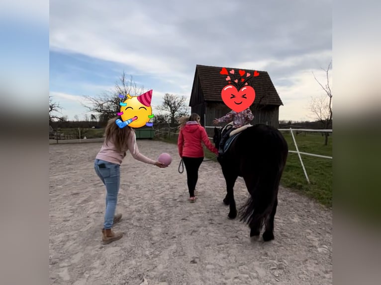 Duitse rijpony Mix Merrie 15 Jaar 135 cm Zwart in Sternenfels