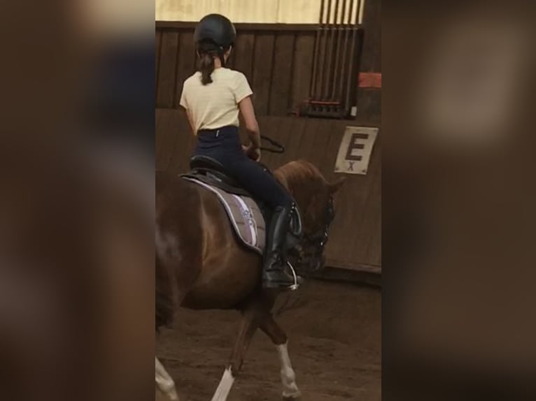 Duitse rijpony Merrie 15 Jaar 136 cm Vos in Gummersbach