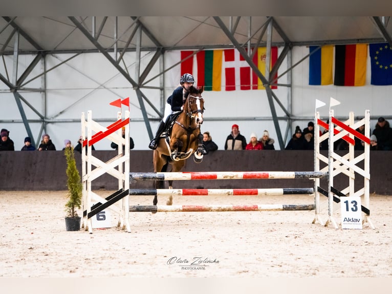 Duitse rijpony Merrie 15 Jaar 138 cm Roodbruin in Warszawa