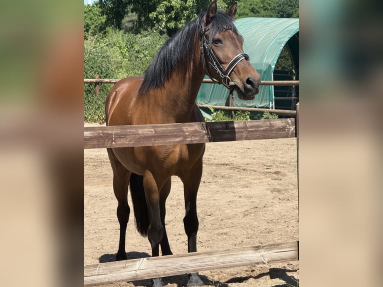 Duitse rijpony Merrie 15 Jaar 140 cm Bruin in Haltern am See