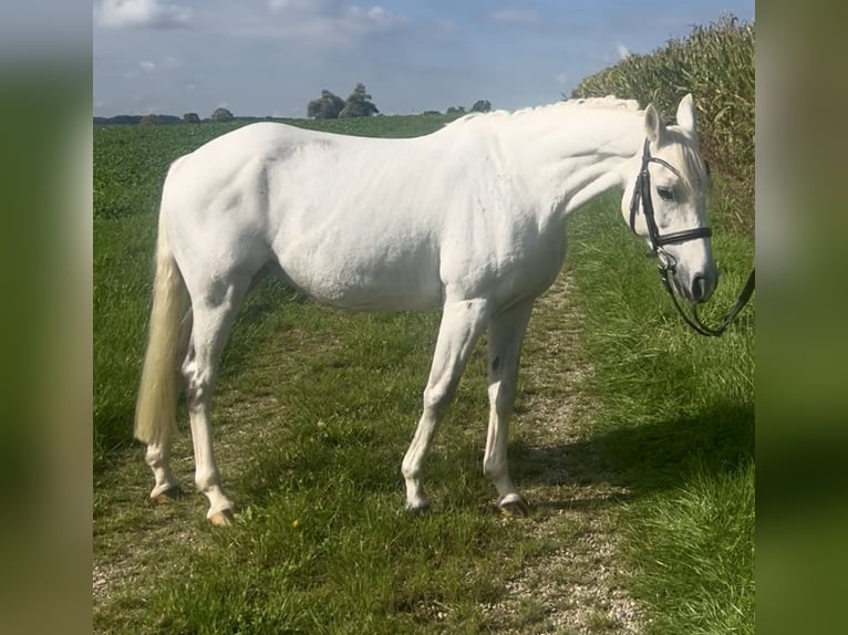 Duitse rijpony Merrie 15 Jaar 140 cm Schimmel in Allershausen