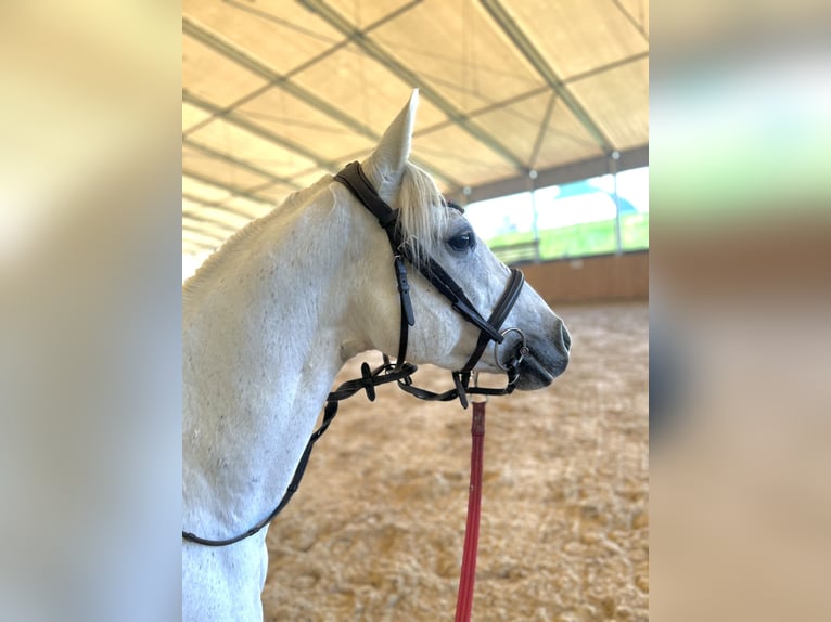 Duitse rijpony Merrie 15 Jaar 140 cm Schimmel in Allershausen
