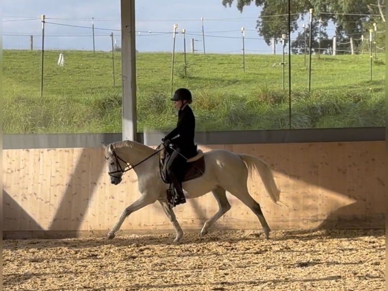 Duitse rijpony Merrie 15 Jaar 140 cm Schimmel in Allershausen