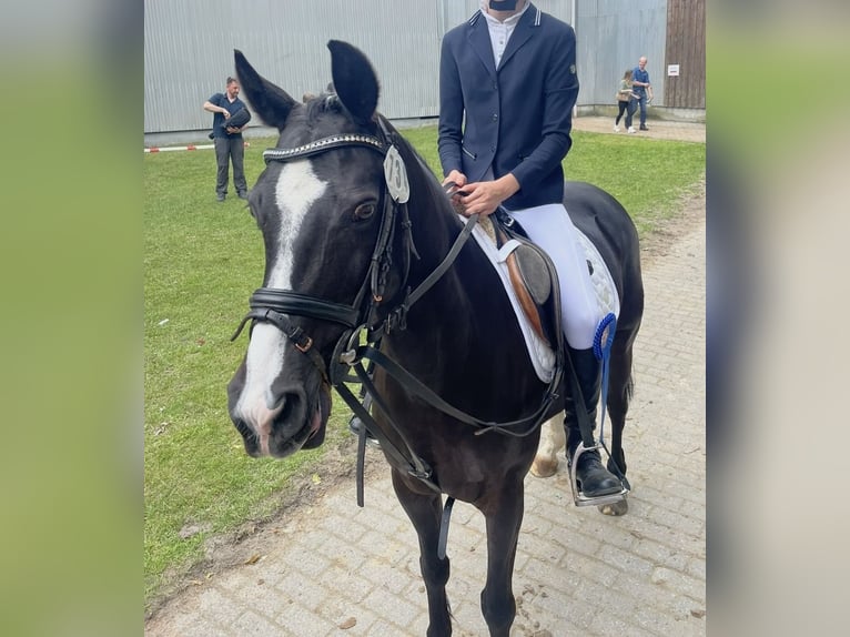 Duitse rijpony Merrie 15 Jaar 140 cm Zwart in Delbrück