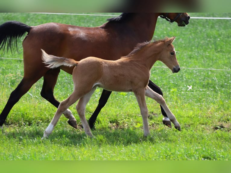 Duitse rijpony Merrie 15 Jaar 142 cm Bruin in Neuenkirchen-V&#xF6;rden