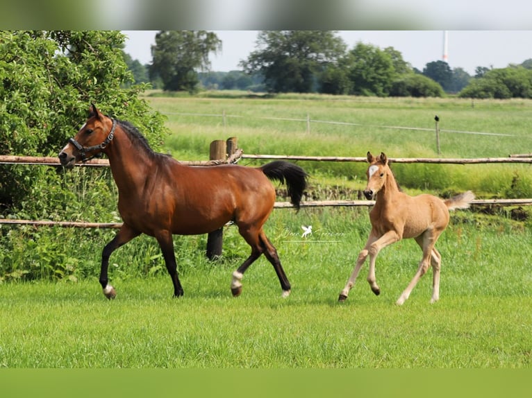 Duitse rijpony Merrie 15 Jaar 142 cm Bruin in Neuenkirchen-V&#xF6;rden