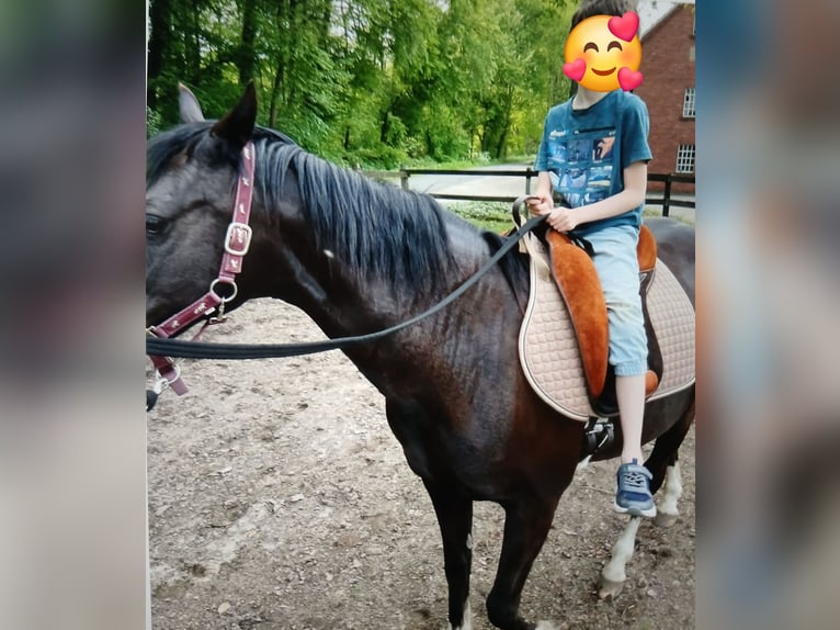 Duitse rijpony Merrie 15 Jaar 142 cm Zwart in Lotte