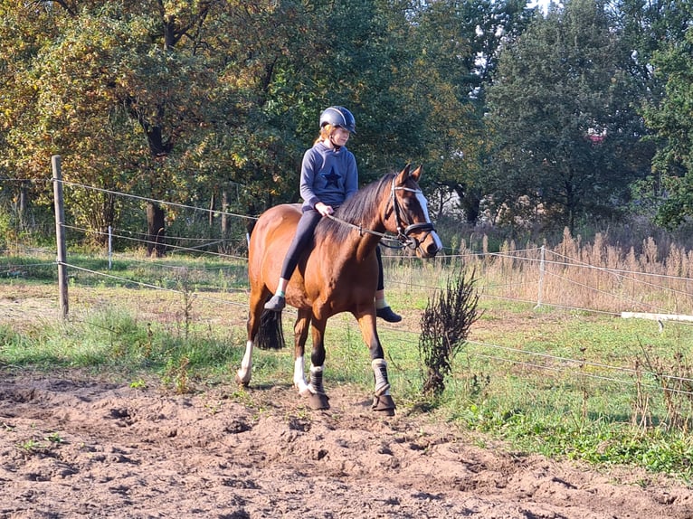 Duitse rijpony Merrie 15 Jaar 143 cm Lichtbruin in Zossen