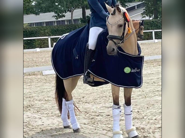 Duitse rijpony Merrie 15 Jaar 144 cm Falbe in Ahaus