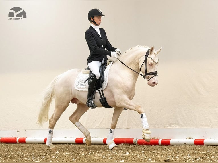 Duitse rijpony Merrie 15 Jaar 144 cm Falbe in Ahaus