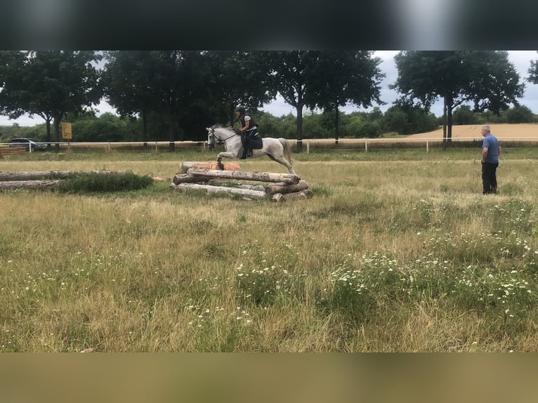 Duitse rijpony Merrie 15 Jaar 144 cm Vliegenschimmel in Rödermark