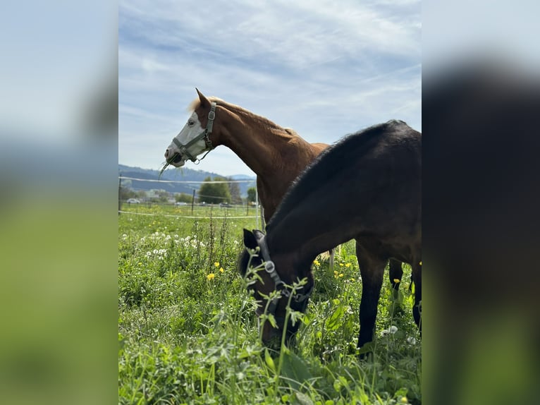 Duitse rijpony Merrie 15 Jaar 144 cm Vos in Gundelfingen